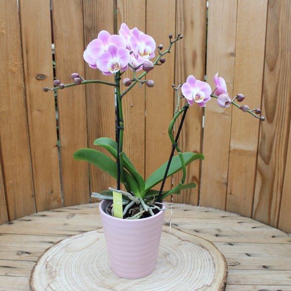 Phalaenopsis mit Übertopf Bild 1