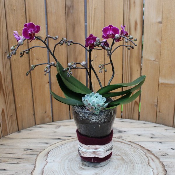 Phalaenopsis im Glas Bild 1