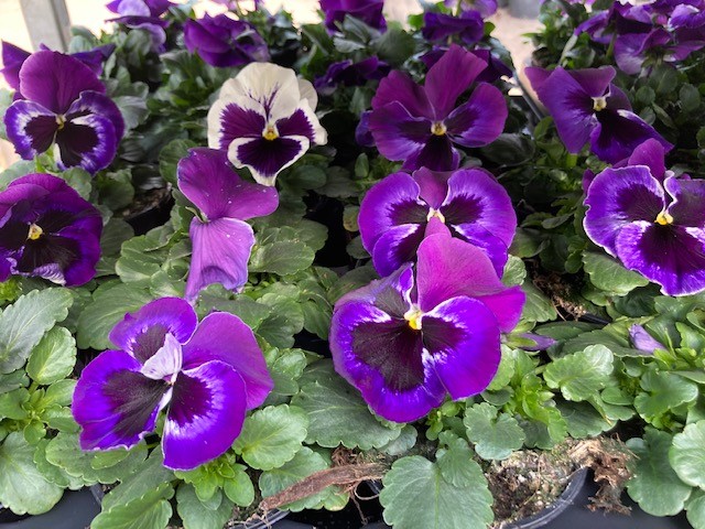 Viola großblumig Bild 2